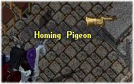 homing pigeon.jpg