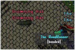 drowning rat.jpg